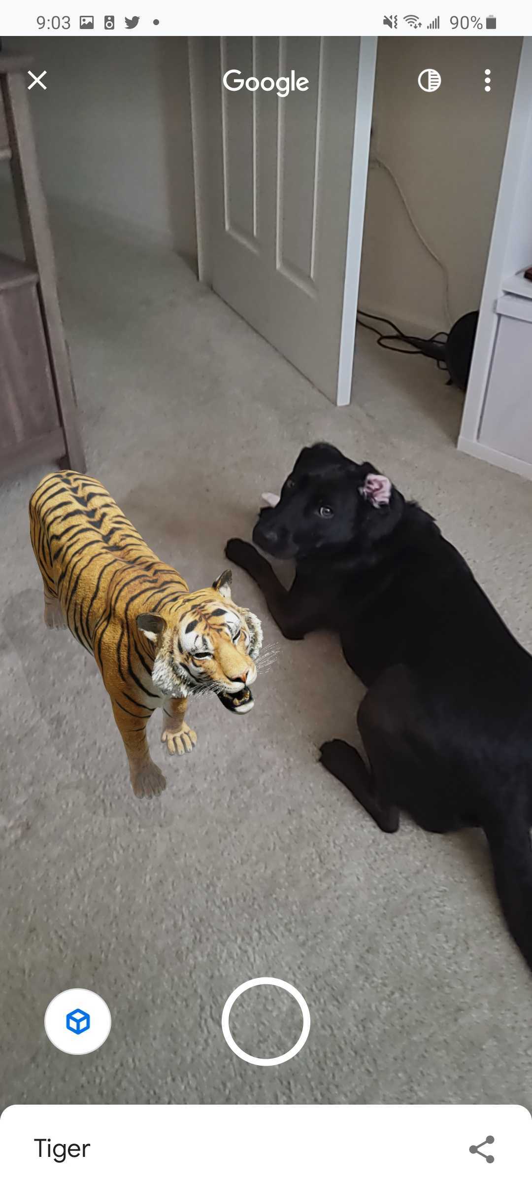 google 3d animals tiger view in your space tiger